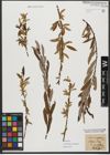 Foto von Salix triandra subsp. amygdalina (L.) Schübl. & G. Martens